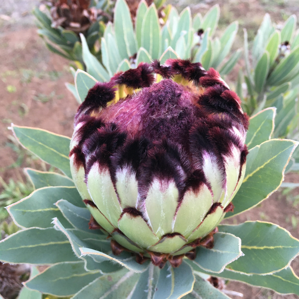protea indoor plant Protea neriifolia x magnifica