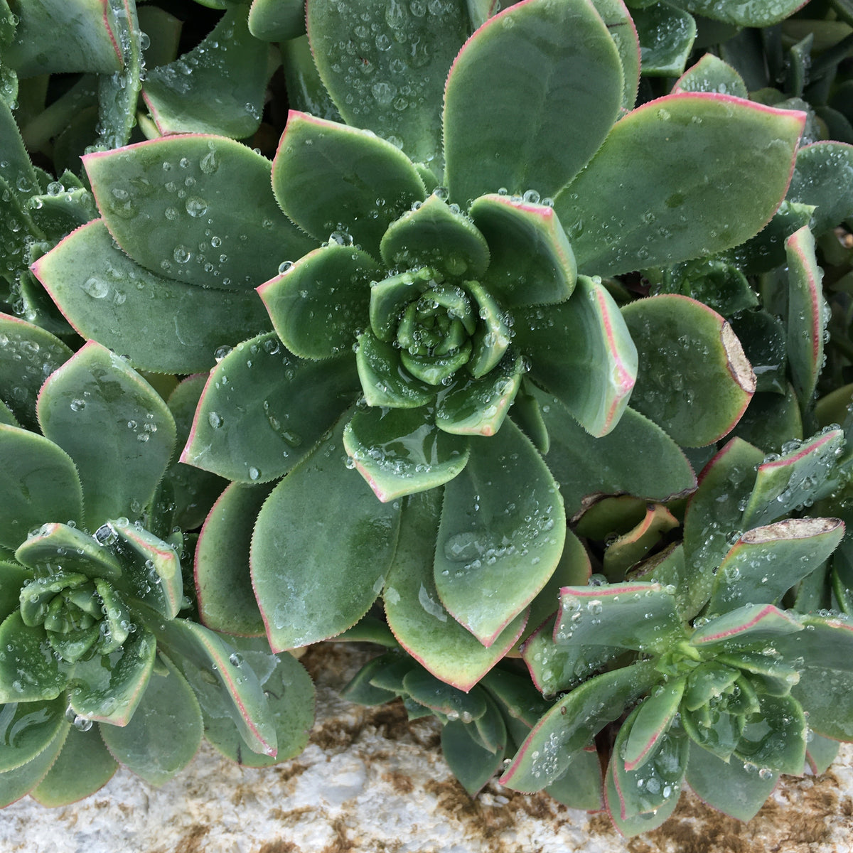 aeonium haworthii succulent Aeonium haworthii