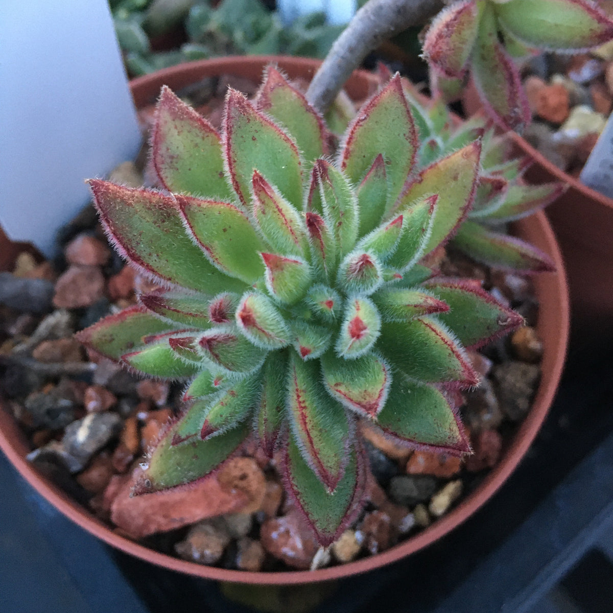 set oliver succulent Echeveria 'Set-Oliver'