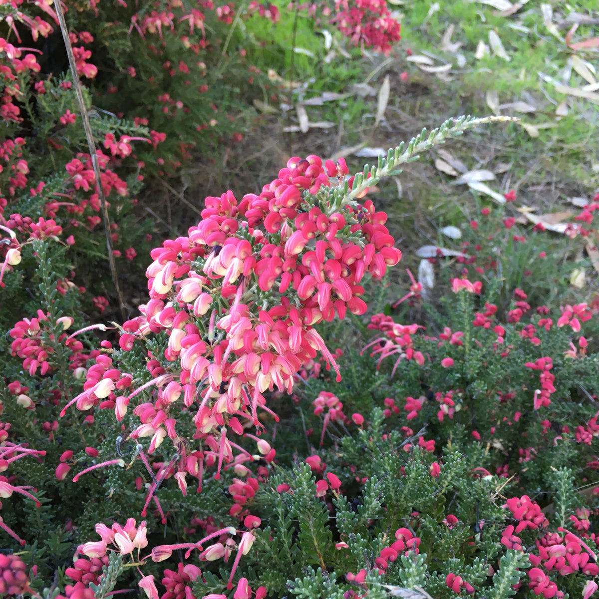 Grevillea lanigera 'Coastal Gem' - 1 gallon plant – Norrie's Gift