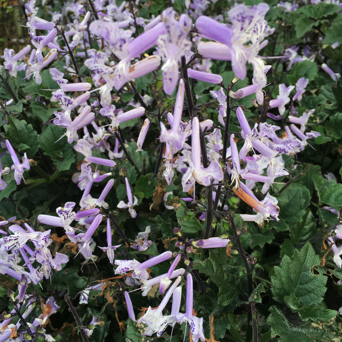 velvet elvis house plant Plectranthus 'Velvet Elvis'