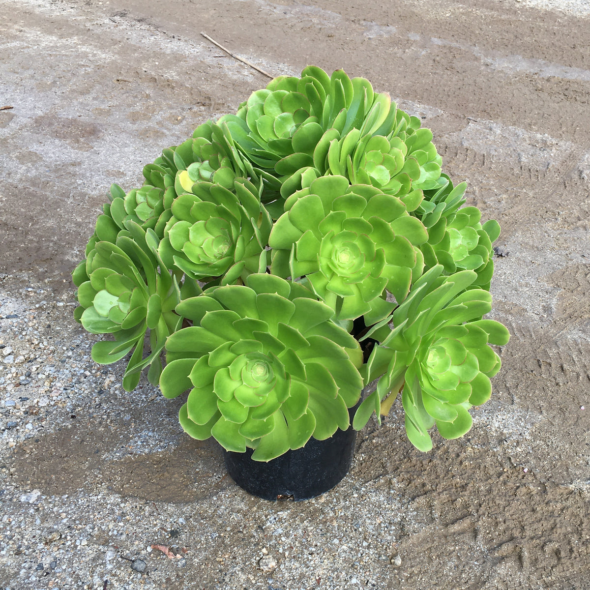 mint saucer succulent Aeonium canariense