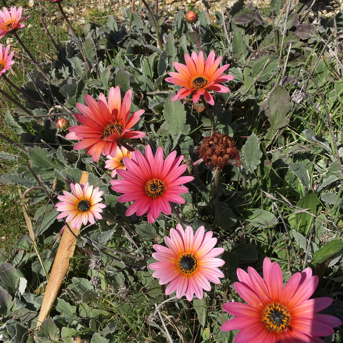 Arctotis 'Flamingo' - 1 gallon plant – Norrie's Gift and Garden
