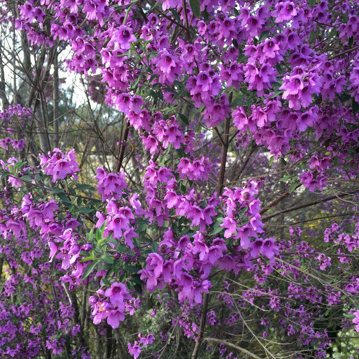 Prostanthera ovalifolia 'Purple Haze' - 1 gallon plant – Norrie's
