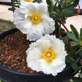 Cistus ladanifer 'Bennett's White' - 1 gallon plant