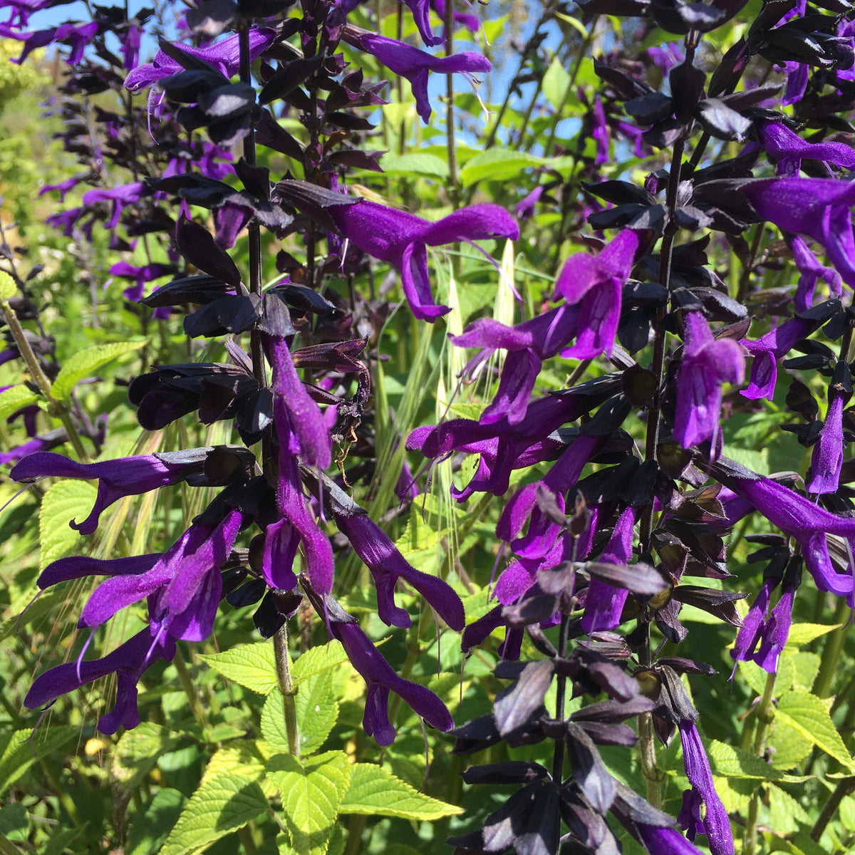 Salvia 'Purple Majesty' - 1 gallon plant – Norrie's Gift and