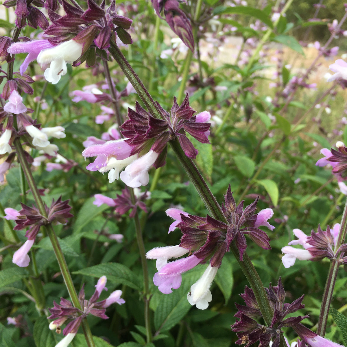 Salvia 'Waverly' - 1 gallon plant – Norrie's Gift and Garden Shop