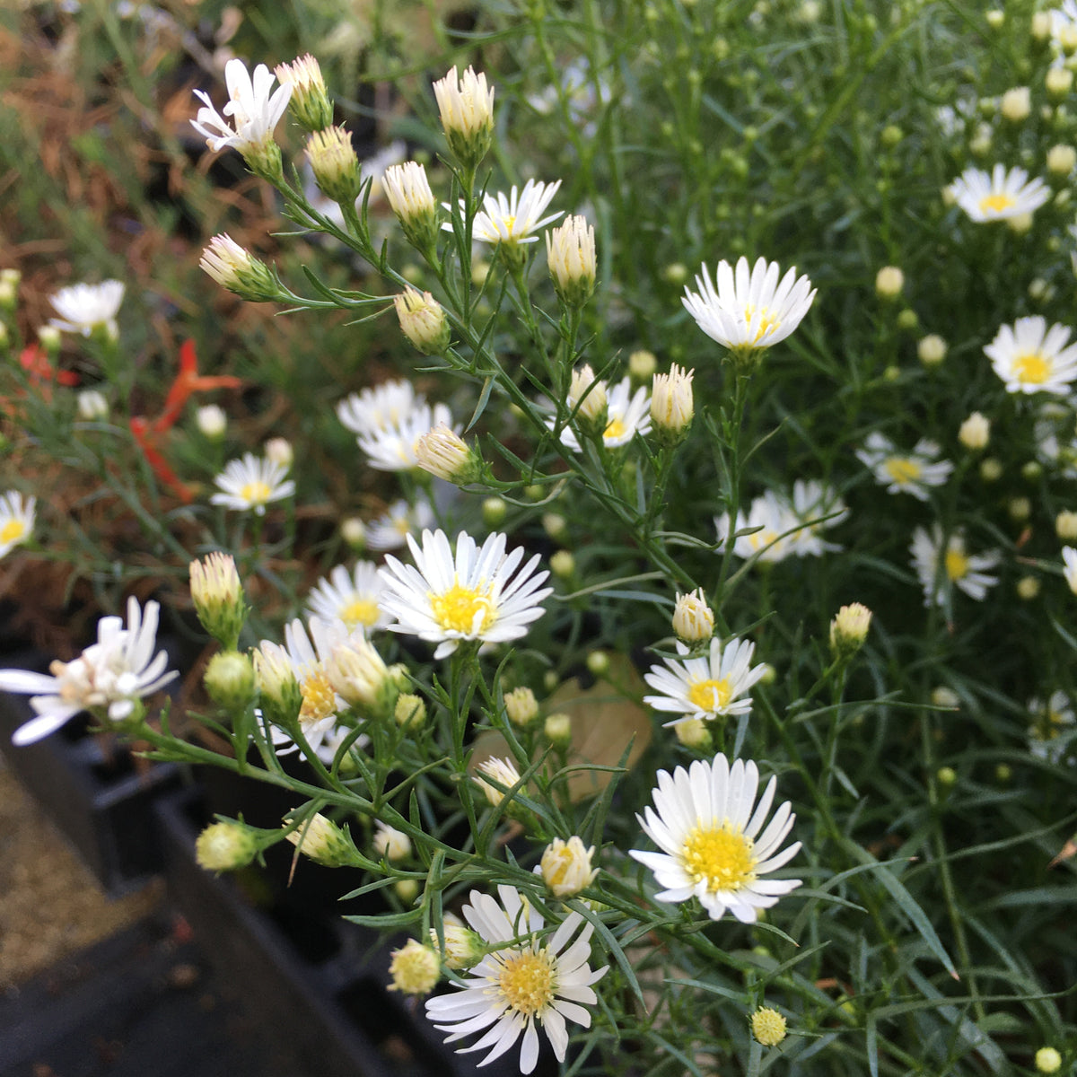 Aster 'Monte Cassino'
