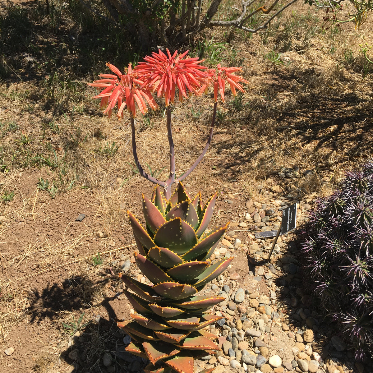 Aloe distans - 5 gallon plant – Norrie's Gift and Garden Shop at