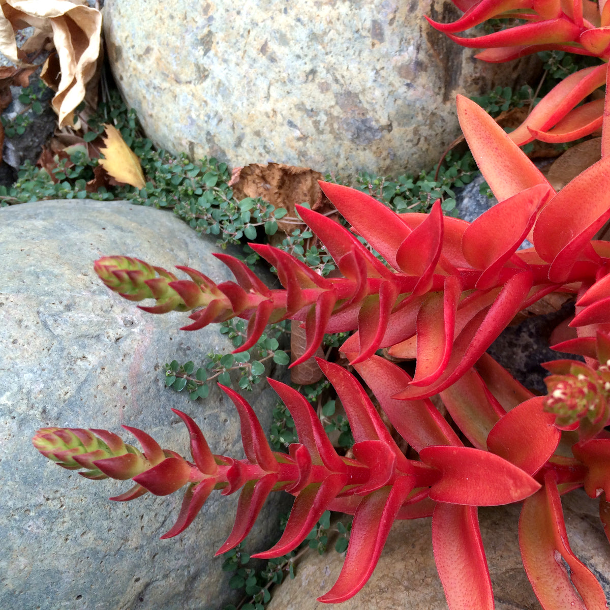 crassula capitella campfire plant Crassula capitella 'Campfire'