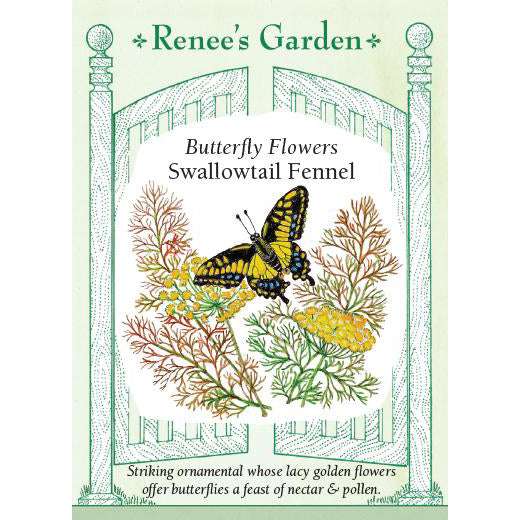 Fennel - Butterfly Flowers Swallowtail