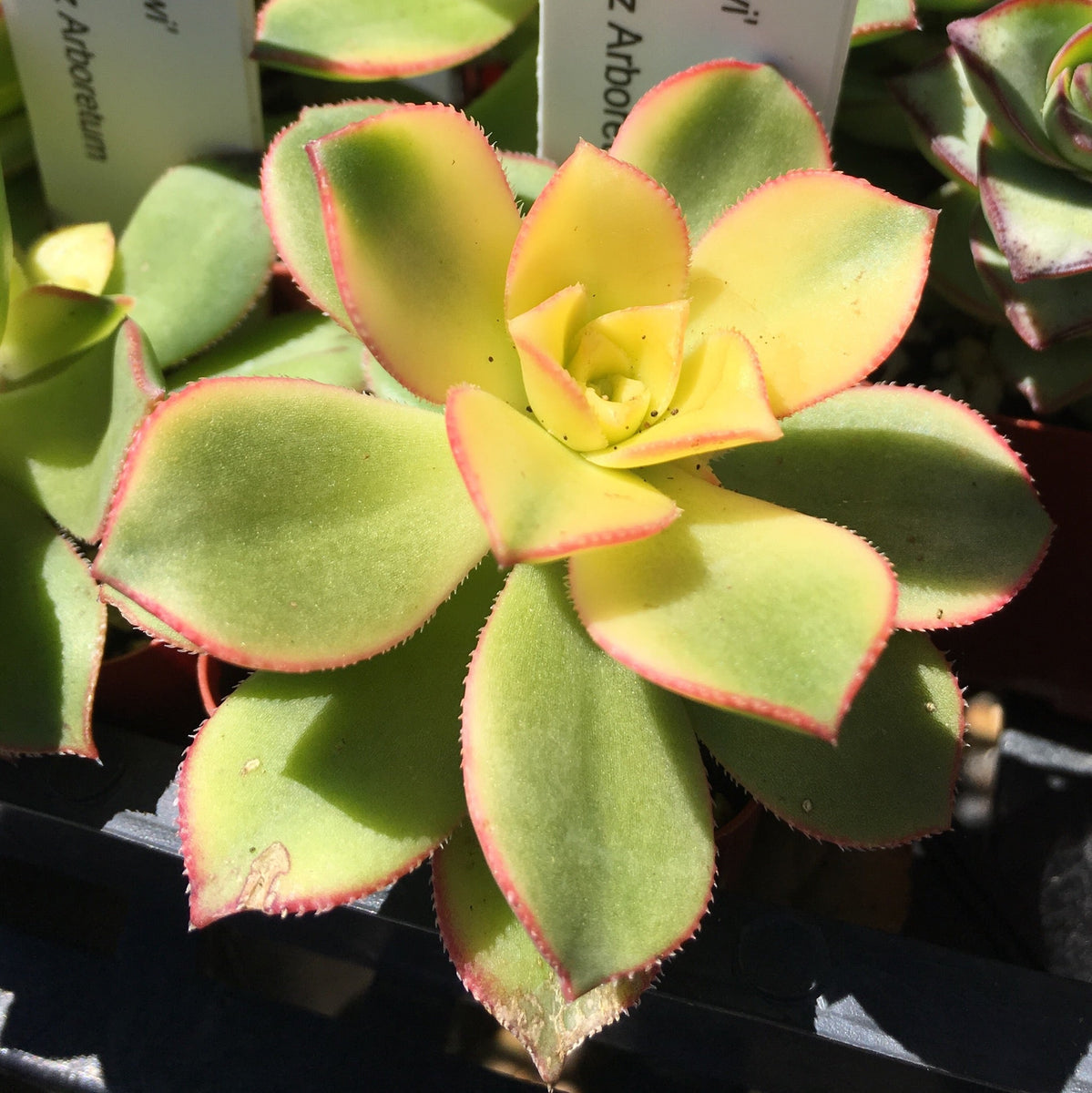 Aeonium 'Kiwi'