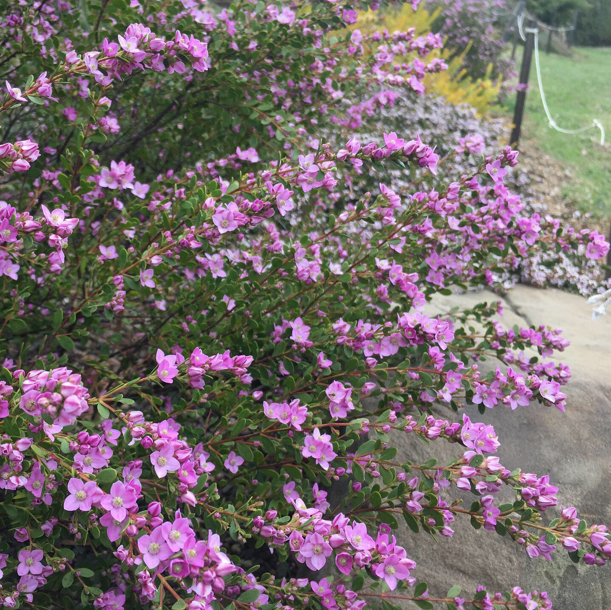 Boronia crenulata 'Shark Bay'