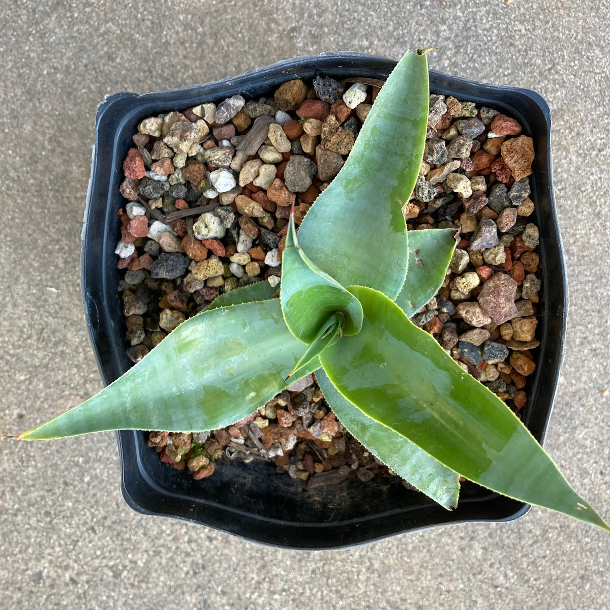 Agave vilmoriniana