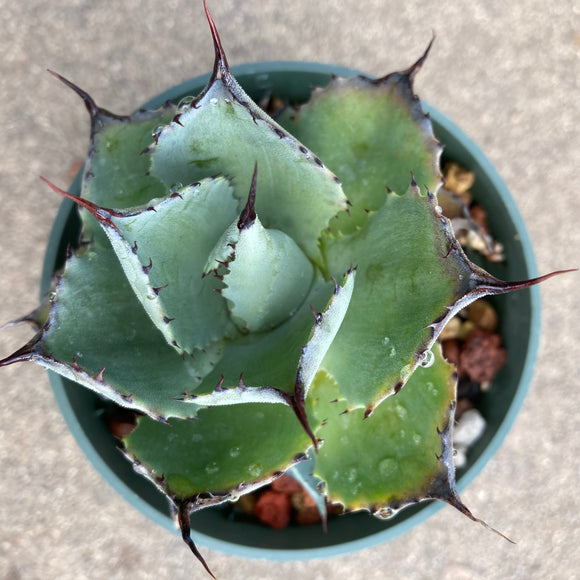 Agave isthmensis dwarf - 4 inch plant
