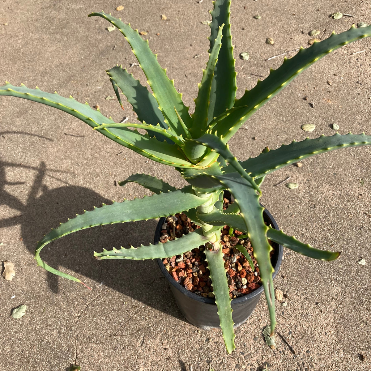 Aloe arborescens