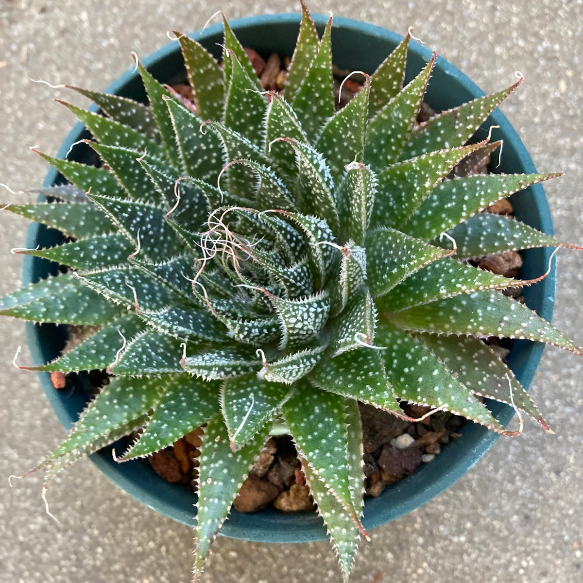 aristata succulent plant Aristaloe aristata