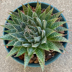 Aloe aristata - 6 inch plant