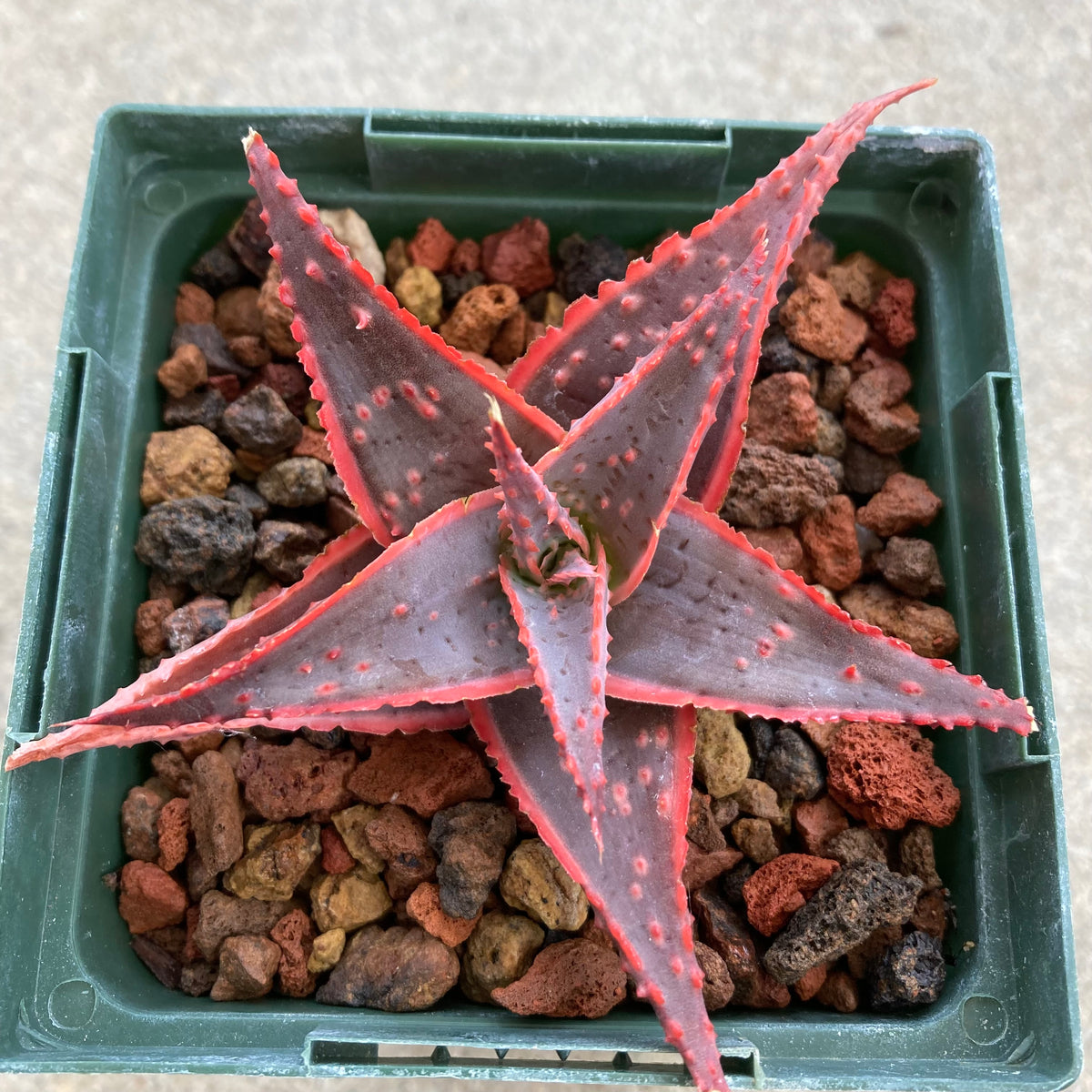 Aloe 'Christmas Carol'
