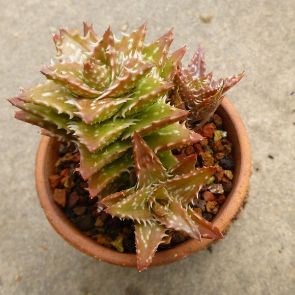 Aloe juvenna - 4 inch plant