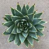 Aloe polyphylla - 1 gallon plant