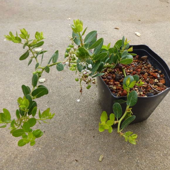 Arctostaphylos insularis (prostrate form) - 1 gallon plant