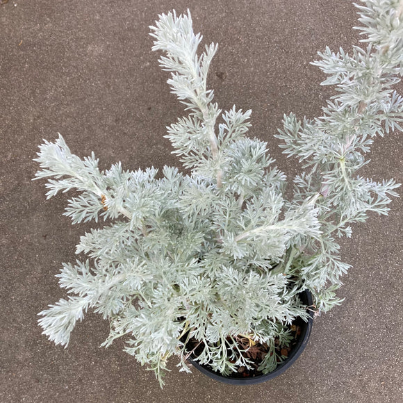 Artemisia pycnocephala - 1 gallon plant