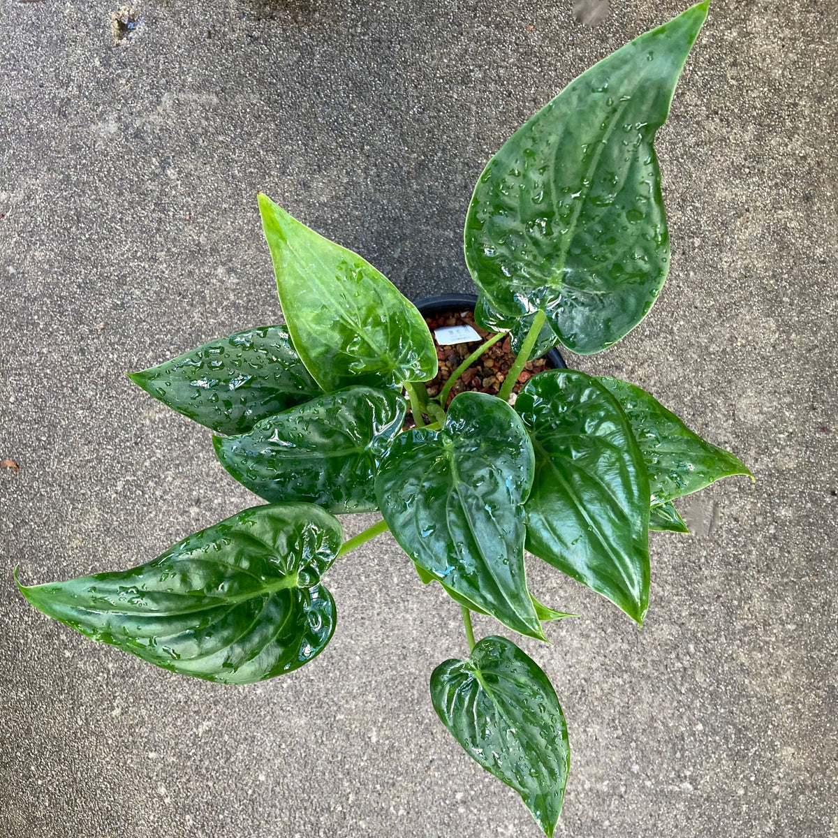 Arum Family - 1 gallon plant  Norrie's Gift and Garden Shop at the UC  Santa Cruz Arboretum & Botanic Garden