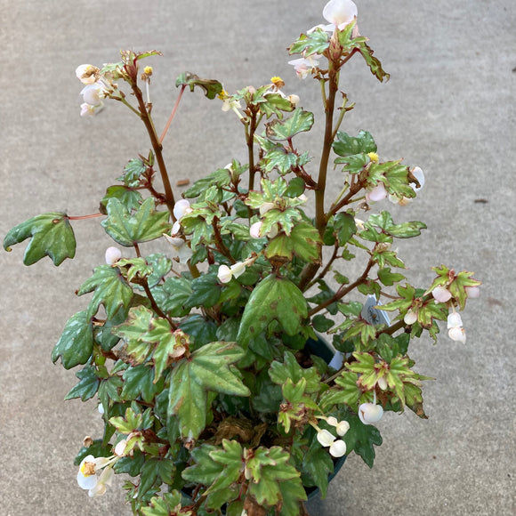 Begonia dregei 'Glasgow' - 6 inch plant