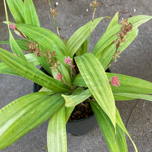 Carex scaposa - 1 gallon plant