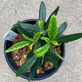 Carpenteria californica 'Elizabeth'- 1 gallon plant