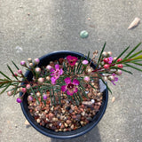 Chamelaucium uncinatum 'Purple Pride' - 1 gallon plant