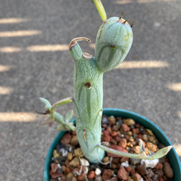 Curio articulatus - 3.5 inch plant
