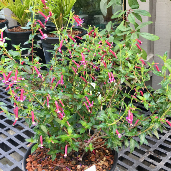 Cuphea 'Starfire Pink' - 1 gallon plant