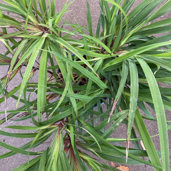 Dianella caerulea - 1 gallon plant