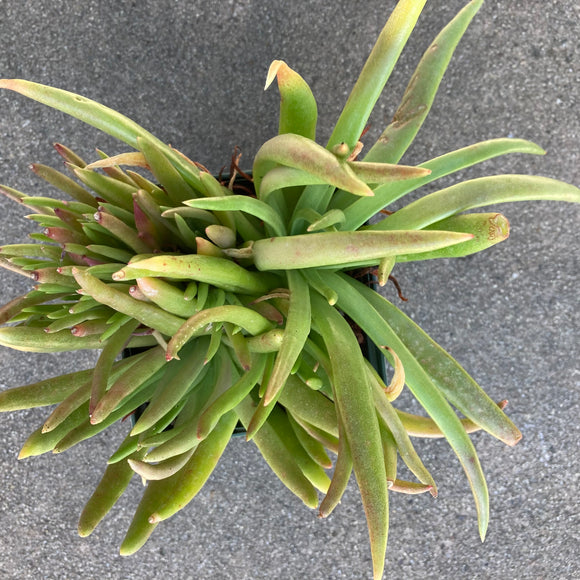 Dudleya viscida seedling - 4 inch plant