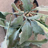 Epiphyllum sp. - 2 gallon plant
