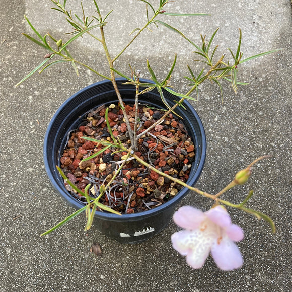 Eremophila bignoniiflora x polyclada - 1 gallon plant