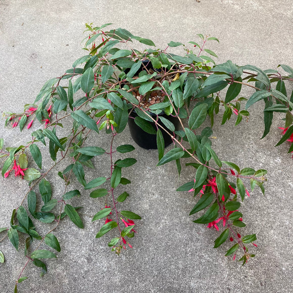 Fuchsia alpestris - 1 gallon plant