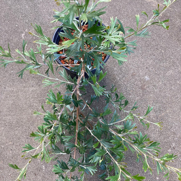 Grevillea 'Flora Gem' - 1 gallon plant