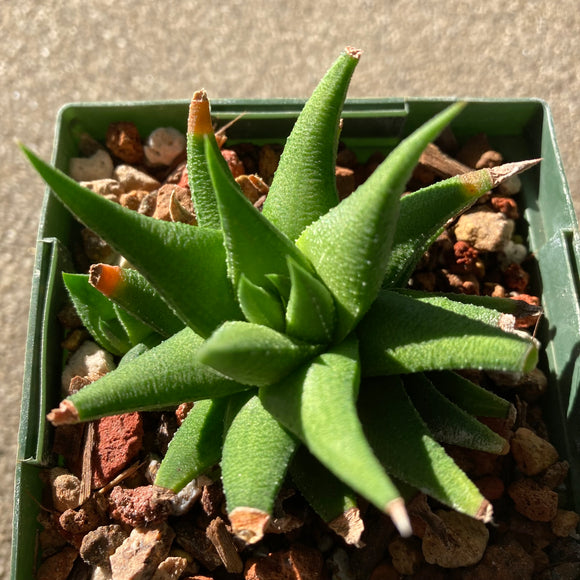Haworthia sp. (lime green) - 4 inch plant