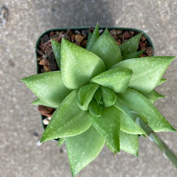 Haworthia reticulata - 4 inch plant