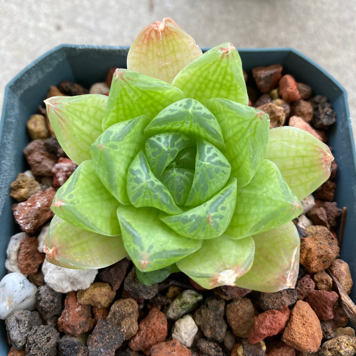 Haworthia cymbiformis - 4 inch plant – Norrie's Gift and Garden