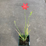 Hesperantha (Schizostylis) coccinea red flower - 1 quart plant