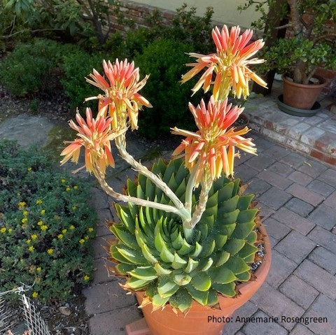 Aloe polyphylla - 1 gallon plant