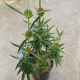 Leonotis leonurus - 1 gallon plant