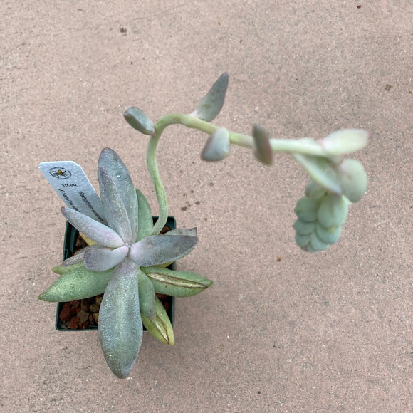 Pachyphytum werdermanii - 3.5 inch plant