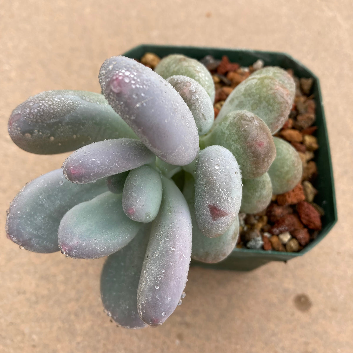elaine succulent Pachyveria 'Elaine Reinelt'