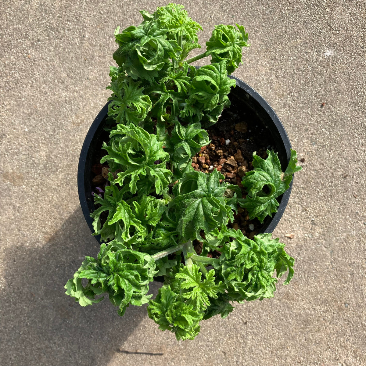 Pelargonium graveolens 'Colocho'