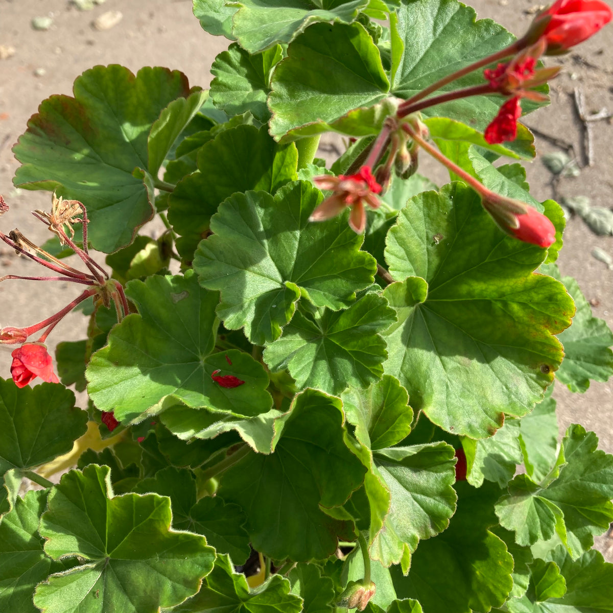 Pelargonium inquinans - 1 gallon plant  Norrie's Gift and Garden Shop at  the UC Santa Cruz Arboretum & Botanic Garden